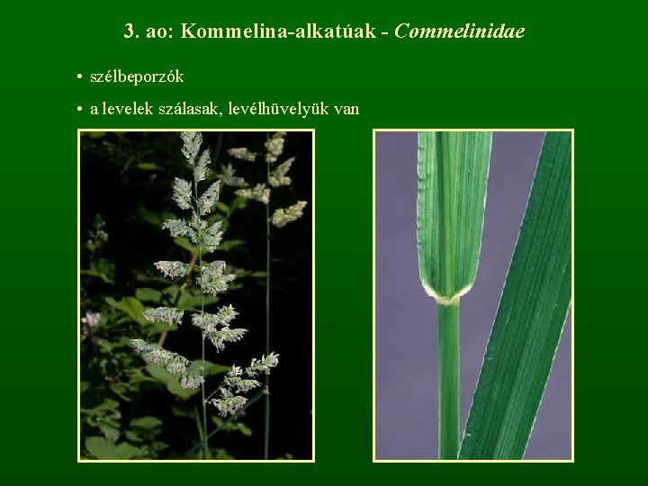 3. ao: Kommelina-alkatúak - Commelinidae • szélbeporzók • a levelek szálasak, levélhüvelyük van 