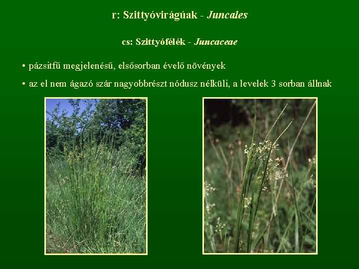 r: Szittyóvirágúak - Juncales cs: Szittyófélék - Juncaceae • pázsitfű megjelenésű, elsősorban évelő növények