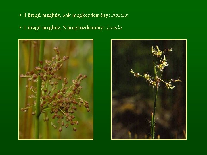  • 3 üregű magház, sok magkezdemény: Juncus • 1 üregű magház, 2 magkezdemény: