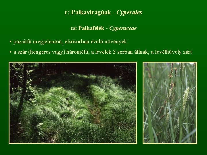 r: Palkavirágúak - Cyperales cs: Palkafélék - Cyperaceae • pázsitfű megjelenésű, elsősorban évelő növények