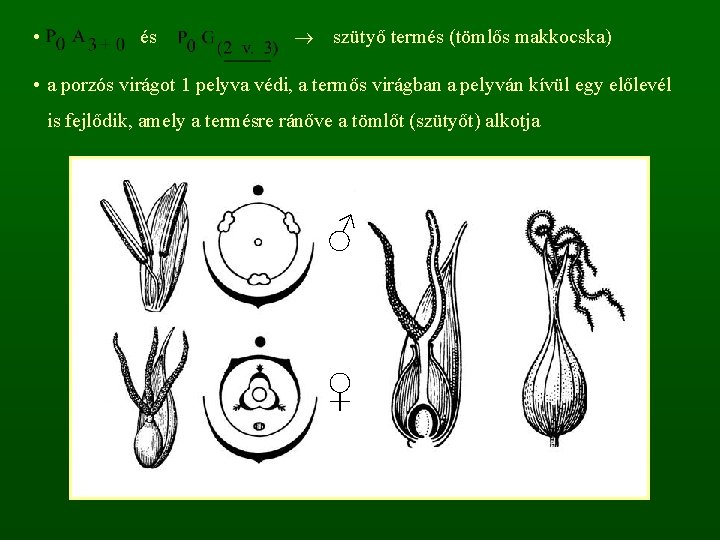  • és szütyő termés (tömlős makkocska) • a porzós virágot 1 pelyva védi,