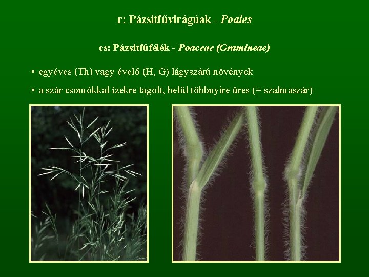 r: Pázsitfűvirágúak - Poales cs: Pázsitfűfélék - Poaceae (Gramineae) • egyéves (Th) vagy évelő