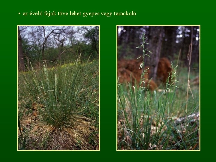  • az évelő fajok töve lehet gyepes vagy tarackoló 