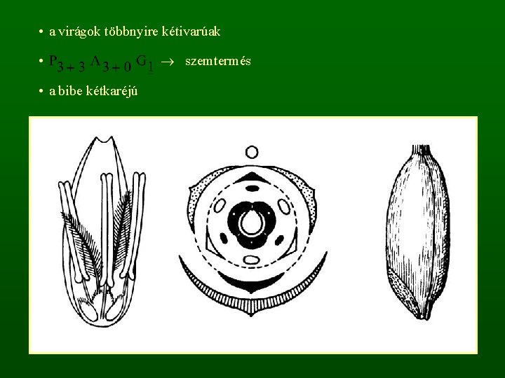  • a virágok többnyire kétivarúak • • a bibe kétkaréjú szemtermés 