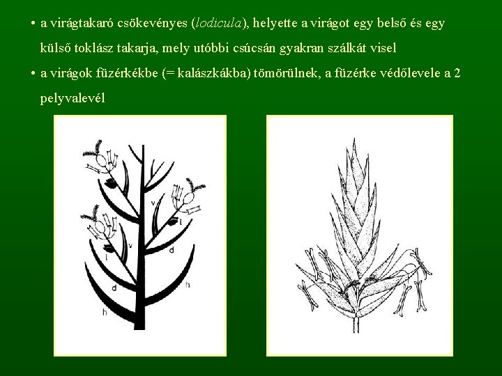  • a virágtakaró csökevényes (lodicula), helyette a virágot egy belső és egy külső