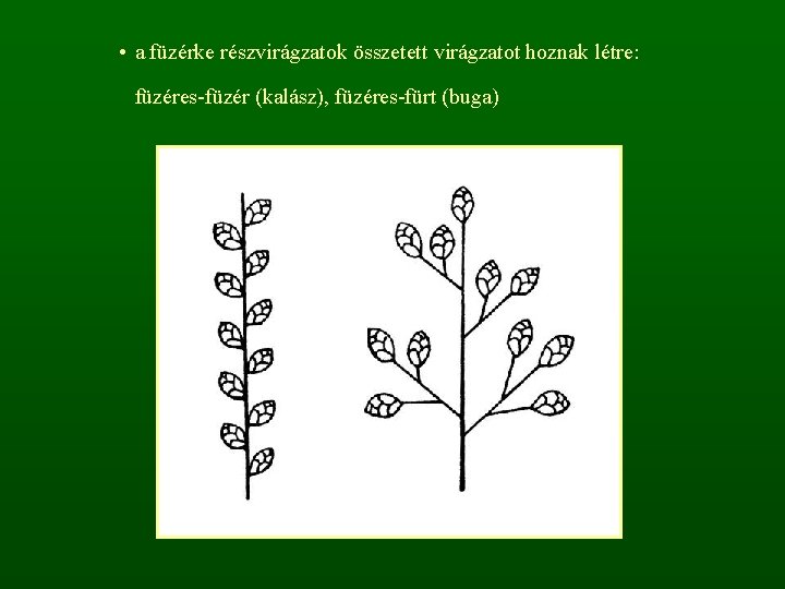  • a füzérke részvirágzatok összetett virágzatot hoznak létre: füzéres-füzér (kalász), füzéres-fürt (buga) 