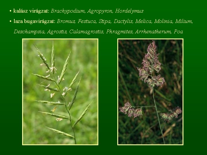  • kalász virágzat: Brachypodium, Agropyron, Hordelymus • laza bugavirágzat: Bromus, Festuca, Stipa, Dactylis,