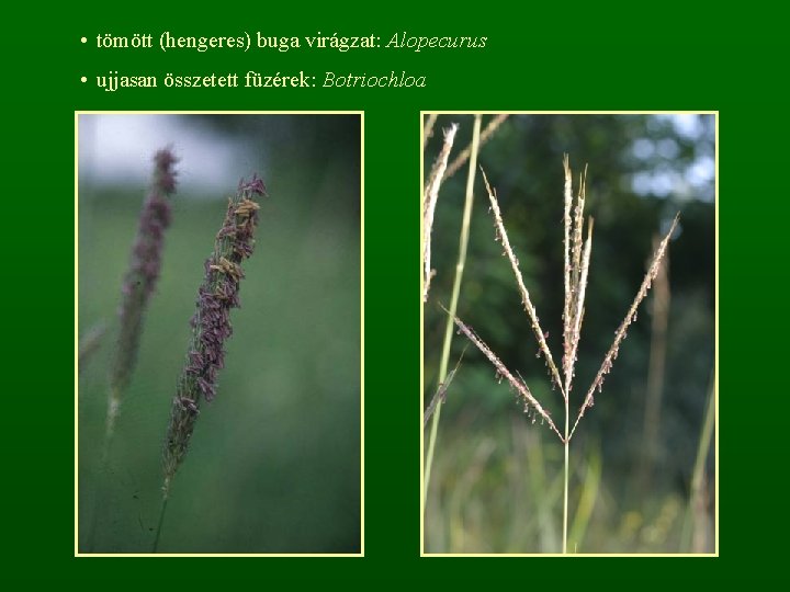  • tömött (hengeres) buga virágzat: Alopecurus • ujjasan összetett füzérek: Botriochloa 