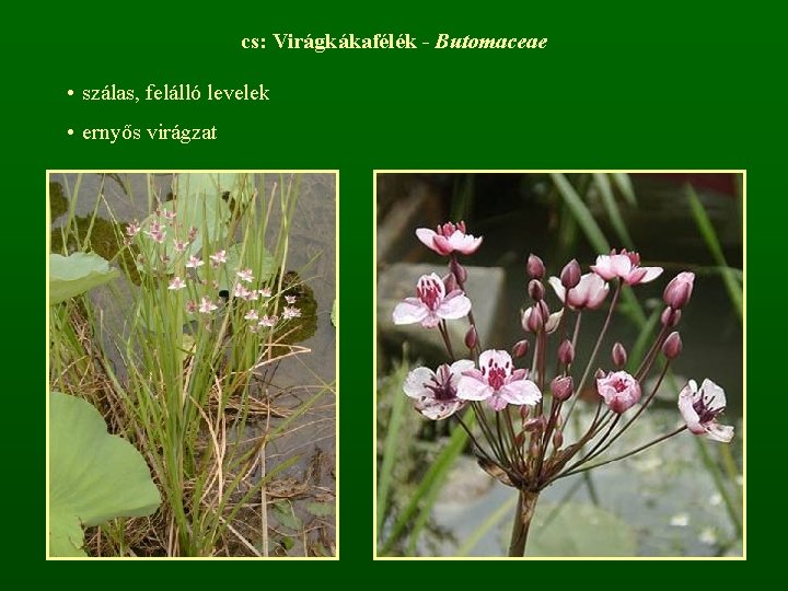 cs: Virágkákafélék - Butomaceae • szálas, felálló levelek • ernyős virágzat 