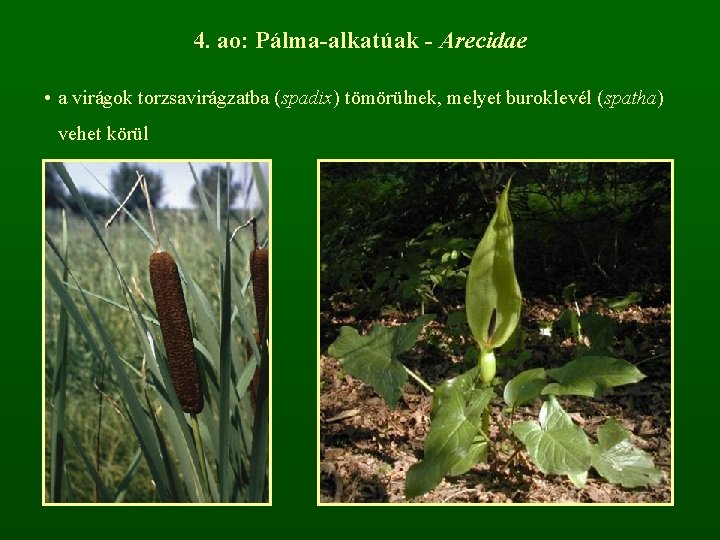 4. ao: Pálma-alkatúak - Arecidae • a virágok torzsavirágzatba (spadix) tömörülnek, melyet buroklevél (spatha)