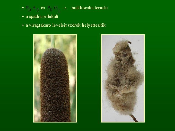  • és makkocska termés • a spatha redukált • a virágtakaró leveleit szőrök