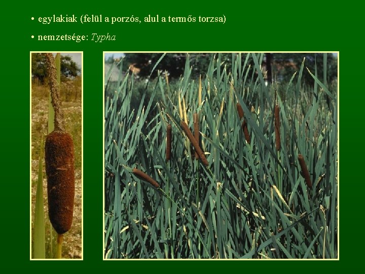  • egylakiak (felül a porzós, alul a termős torzsa) • nemzetsége: Typha 