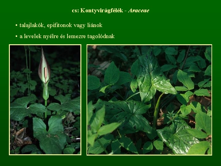 cs: Kontyvirágfélék - Araceae • talajlakók, epifitonok vagy liánok • a levelek nyélre és