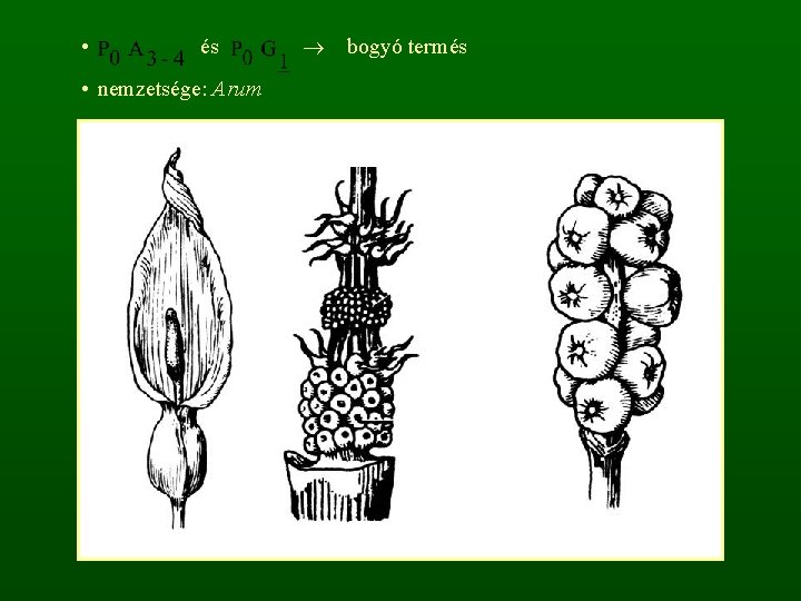  • és • nemzetsége: Arum bogyó termés 