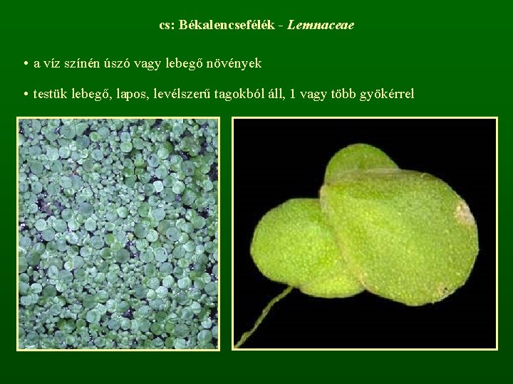 cs: Békalencsefélék - Lemnaceae • a víz színén úszó vagy lebegő növények • testük