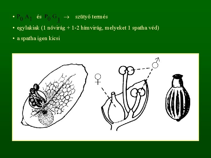  • és szütyő termés • egylakiak (1 nővirág + 1 -2 hímvirág, melyeket