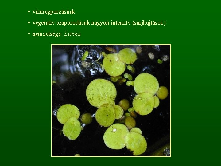  • vízmegporzásúak • vegetatív szaporodásuk nagyon intenzív (sarjhajtások) • nemzetsége: Lemna 