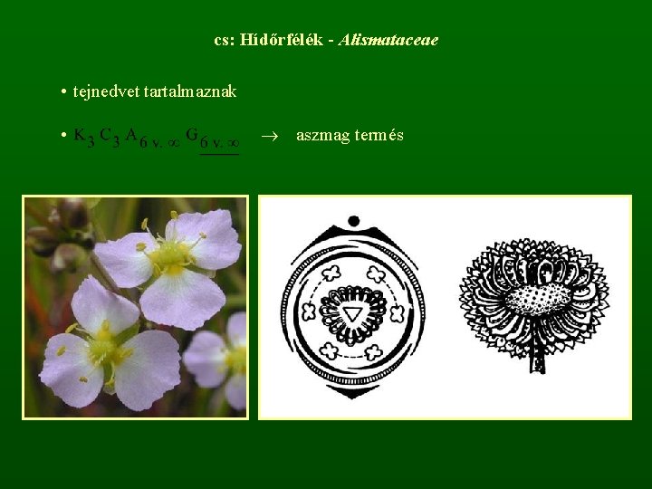 cs: Hídőrfélék - Alismataceae • tejnedvet tartalmaznak • aszmag termés 