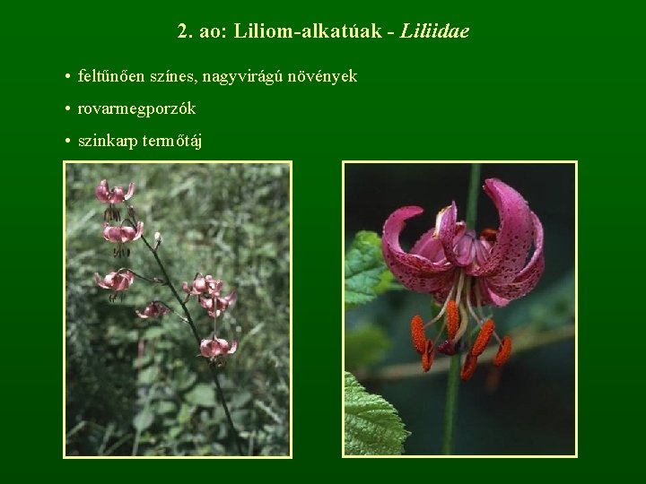 2. ao: Liliom-alkatúak - Liliidae • feltűnően színes, nagyvirágú növények • rovarmegporzók • szinkarp