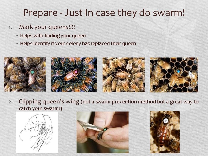 Prepare - Just In case they do swarm! 1. Mark your queens!!!! • Helps