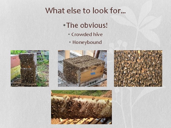 What else to look for… • The obvious! • Crowded hive • Honeybound 