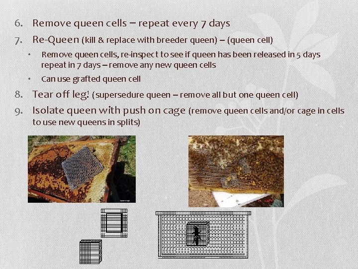 6. Remove queen cells – repeat every 7 days 7. Re-Queen (kill & replace
