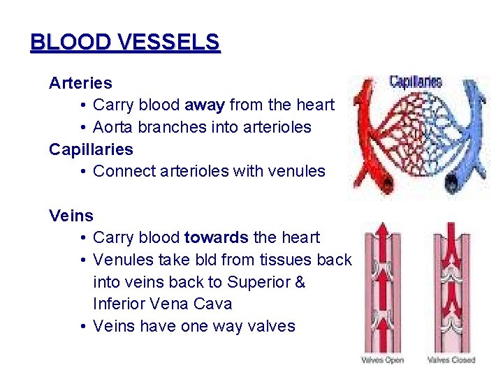 BLOOD VESSELS • Arteries • Carry blood away from the heart • Aorta branches