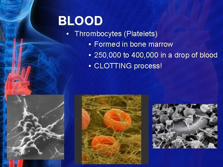 BLOOD • Thrombocytes (Platelets) • Formed in bone marrow • 250, 000 to 400,