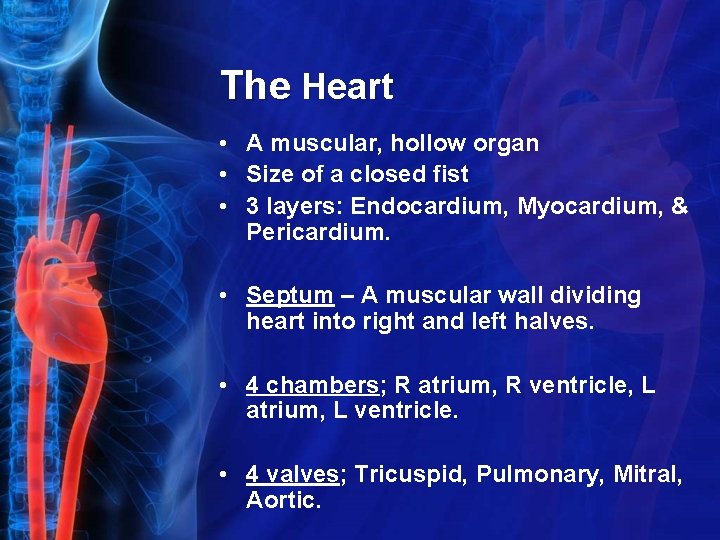 The Heart • A muscular, hollow organ • Size of a closed fist •