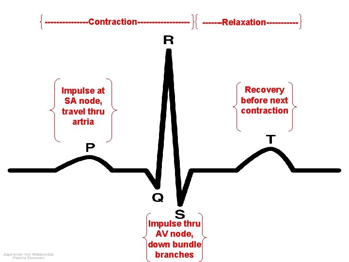 --------Contraction---------Relaxation------ Recovery before next contraction Impulse at SA node, travel thru artria Impulse thru
