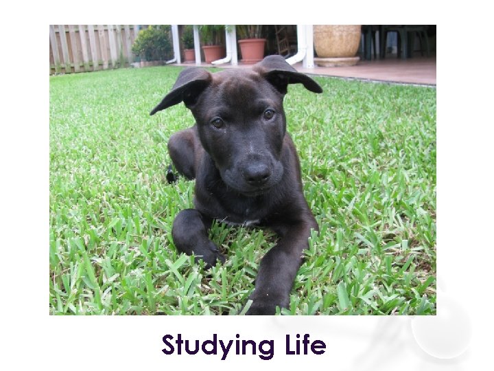 Studying Life 