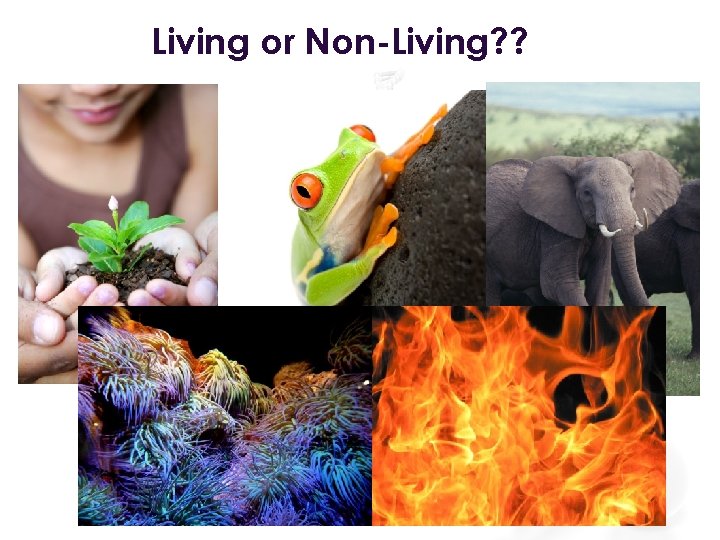 Living or Non-Living? ? 