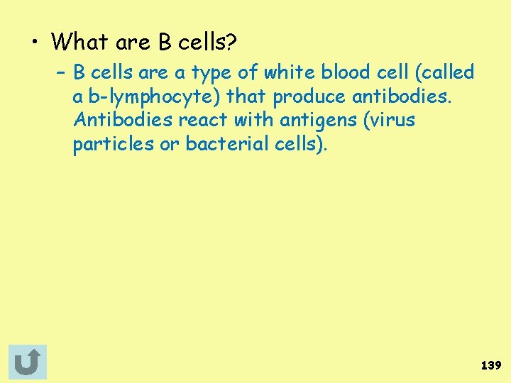  • What are B cells? – B cells are a type of white