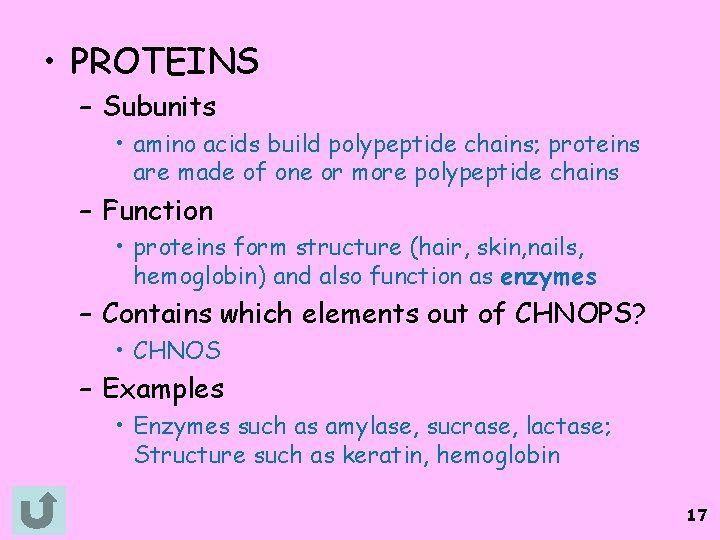  • PROTEINS – Subunits • amino acids build polypeptide chains; proteins are made