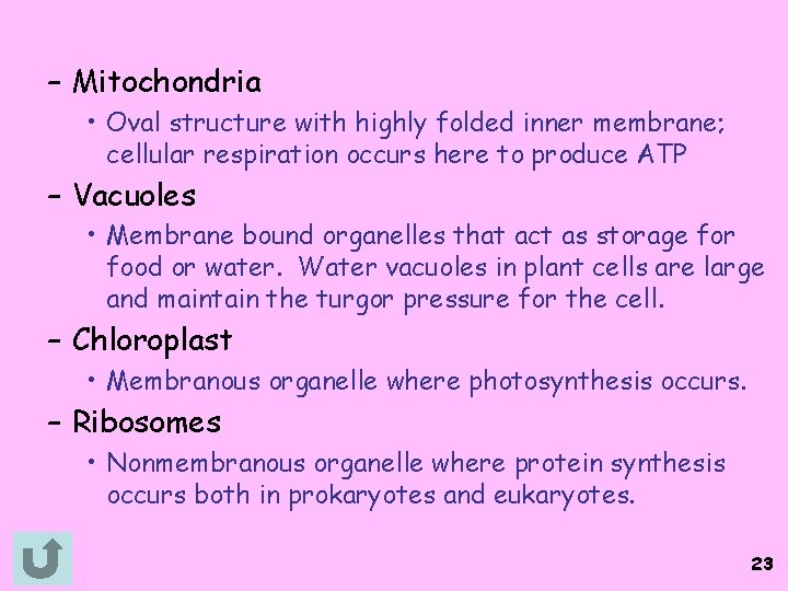 – Mitochondria • Oval structure with highly folded inner membrane; cellular respiration occurs here