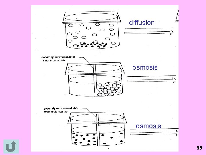 diffusion osmosis 35 