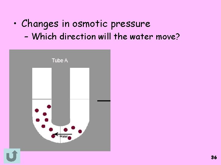  • Changes in osmotic pressure – Which direction will the water move? 36