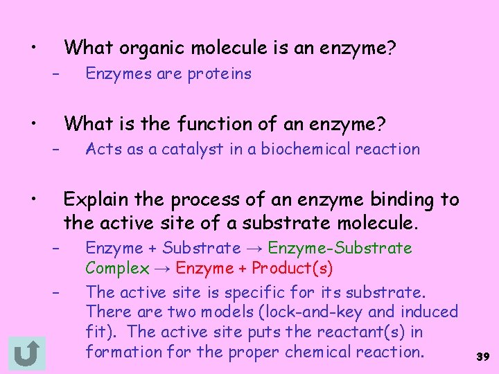  • What organic molecule is an enzyme? – • Enzymes are proteins What