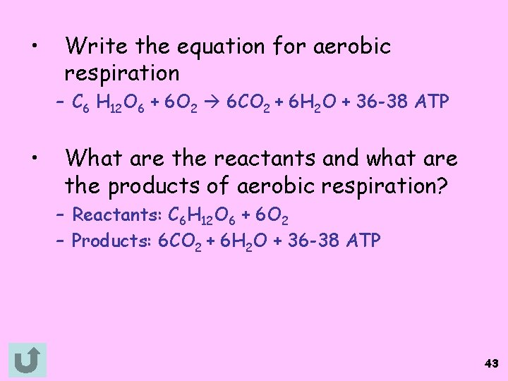  • Write the equation for aerobic respiration – C 6 H 12 O