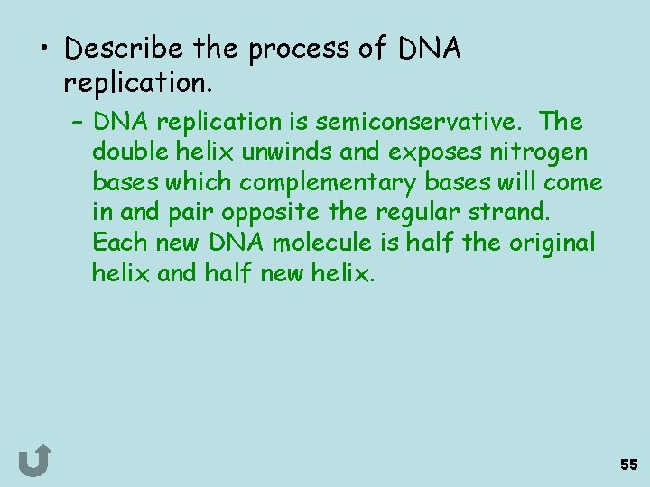  • Describe the process of DNA replication. – DNA replication is semiconservative. The