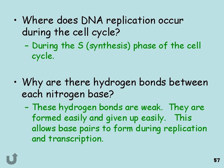  • Where does DNA replication occur during the cell cycle? – During the