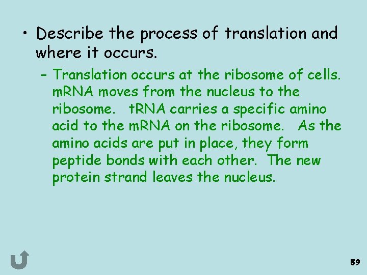  • Describe the process of translation and where it occurs. – Translation occurs