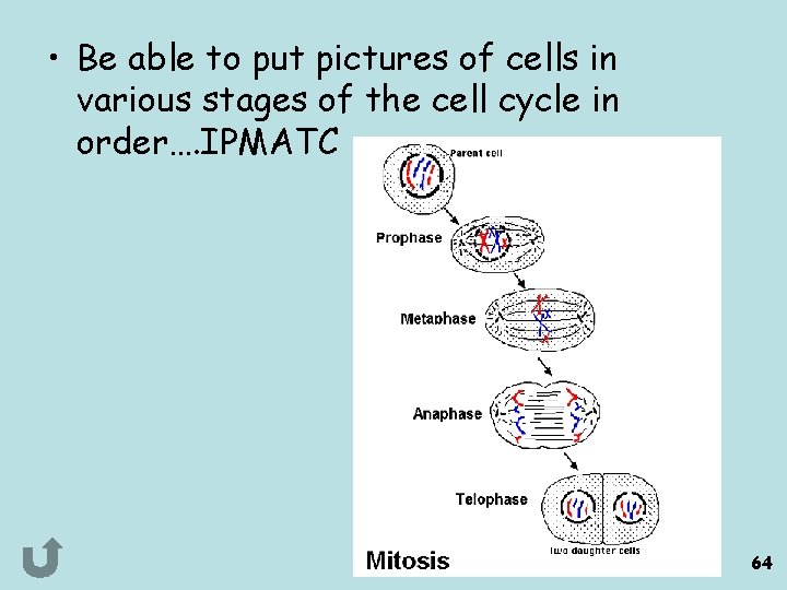  • Be able to put pictures of cells in various stages of the