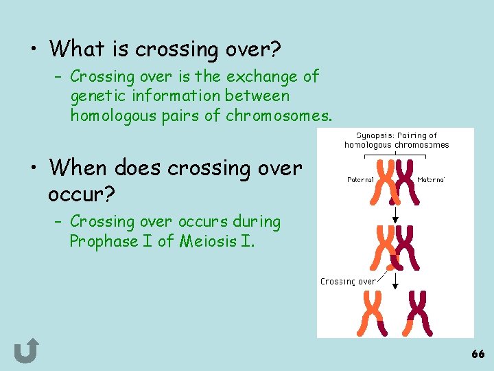  • What is crossing over? – Crossing over is the exchange of genetic