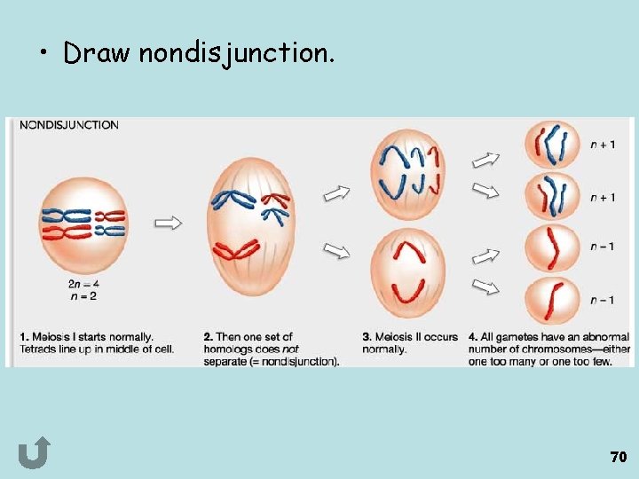  • Draw nondisjunction. 70 