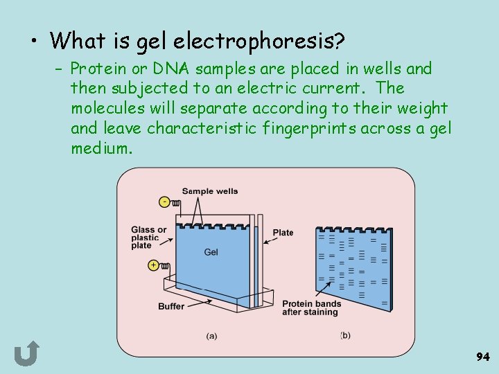  • What is gel electrophoresis? – Protein or DNA samples are placed in