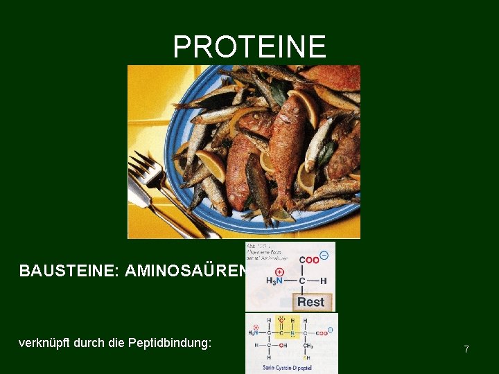 PROTEINE BAUSTEINE: AMINOSAÜREN verknüpft durch die Peptidbindung: 7 