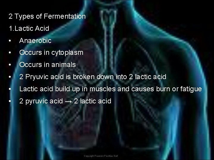 2 Types of Fermentation 1. Lactic Acid • Anaerobic • Occurs in cytoplasm •