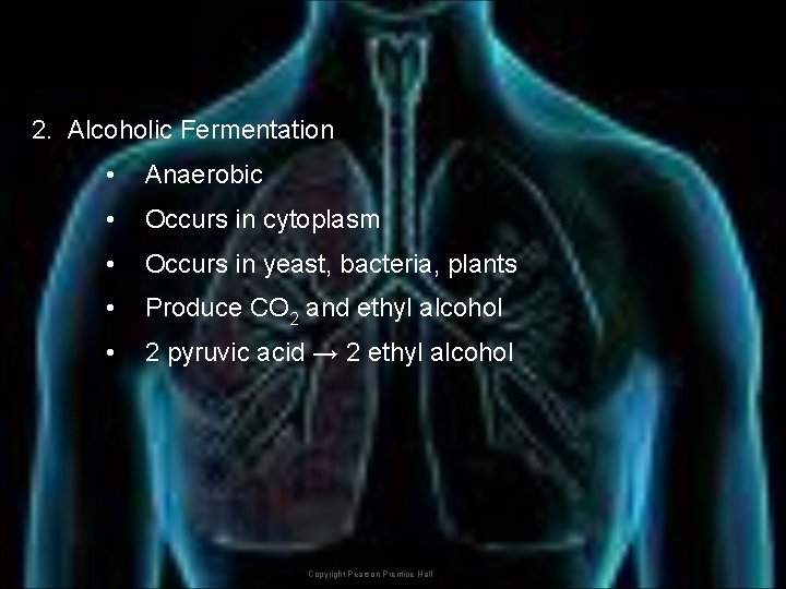 2. Alcoholic Fermentation • Anaerobic • Occurs in cytoplasm • Occurs in yeast, bacteria,