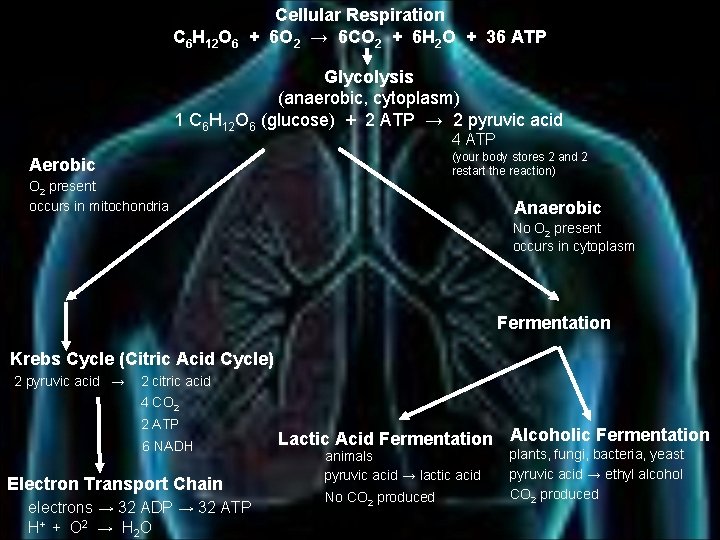 Cellular Respiration C 6 H 12 O 6 + 6 O 2 → 6